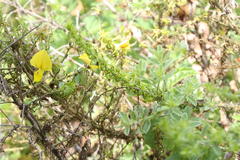 Crotalaria paniculata var. paniculata